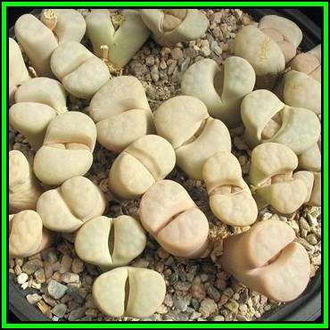 Lithops karasmontana ssp karasmontana var karasmontana mickbergensis Seeds - Succulent NEW