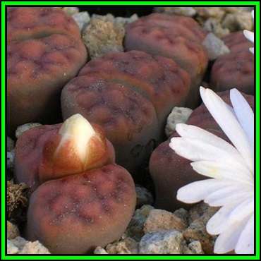 Lithops karasmontana ssp karasmontana var tischeri - 10 Seed Pack - Indigenous Succulent - NEW