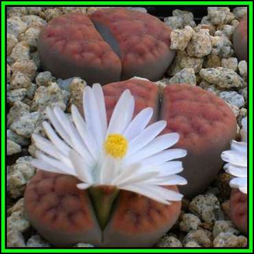 Lithops karasmontana ssp karasmontana var tischeri Seeds - Stoneplants Indigenous Succulent - NEW