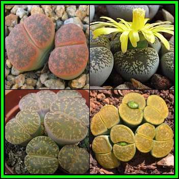 Lithops lesliei Mixed Forms Seeds - Living Stones Indigenous Endemic Succulent - NEW