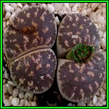 Lithops lesliei Pietersburg Form Seeds - Stoneplants Indigenous Endemic Succulent Mesemb - NEW