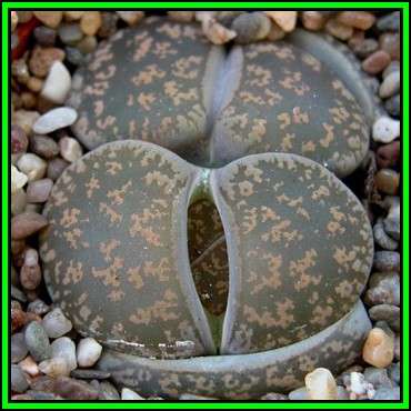 Lithops lesliei ssp lesliei Grey Form - 10 Seed Pack - Stoneplant Indigenous Endemic Succulent - NEW
