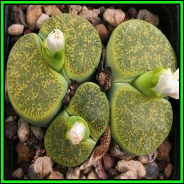 Lithops lesliei ssp lesliei albinica Form - 5 Seed Pack - Indigenous Endemic Succulent Mesemb - NEW