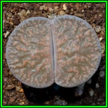 Lithops lesliei ssp lesliei var lesliei - 5 Seed Pack - Indigenous Endemic Succulent Mesemb - NEW