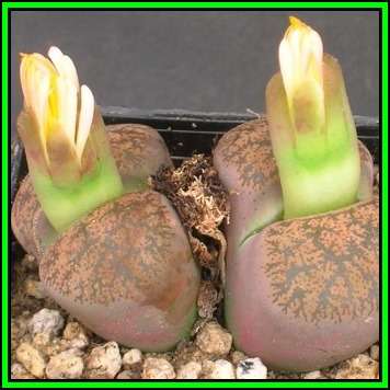 Lithops lesliei ssp lesliei var minor - 10 Seed Pack - Living Stones Indigenous Succulent Mesemb NEW