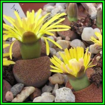 Lithops lesliei ssp lesliei var Storms albinigold Seeds- Stoneplants Indigenous Succulent Mesemb NEW