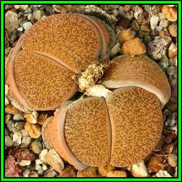 Lithops lesliei var mariae - 5 Seed Pack - Indigenous Endemic Succulent Mesemb - NEW
