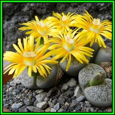 Lithops lesliei var venterii Seeds - Flowering Stones Indigenous Endemic Succulent Mesemb - NEW