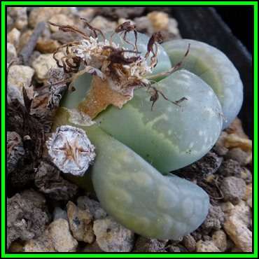 Lithops marmorata diutina - 10 Seed Pack - Flowering Stone Indigenous Endemic Succulent Mesemb - NEW