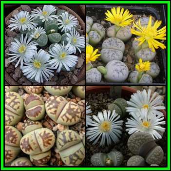 Lithops marmorata Mixed Species Seeds - Beeskloutjies Indigenous Endemic Succulent Mesemb - NEW