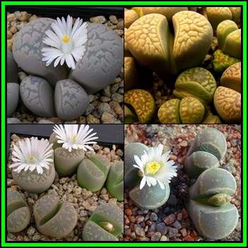 Lithops marmorata Mixed Species - 5 Seed Pack - Stoneplants Indigenous Endemic Succulent Mesemb NEW
