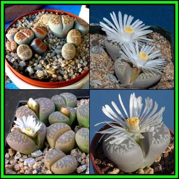 Lithops marmorata Mixed Species - 20 Seed Pack - Stoneplants Indigenous Endemic Succulent Mesemb NEW
