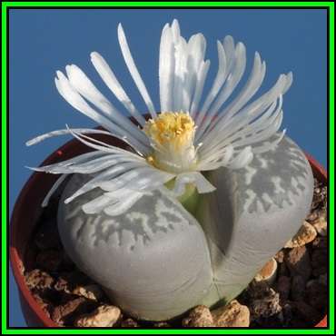 Lithops marmorata var framesii Seeds - Flowering Stones Indigenous Endemic Succulent Mesemb - NEW