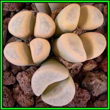 Lithops meyeri Seeds - Living Stones Indigenous Endemic Succulent Mesemb - NEW