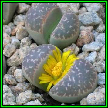 Lithops naureeniae Seeds - Flowering Stones Indigenous Endemic Succulent Mesemb - NEW