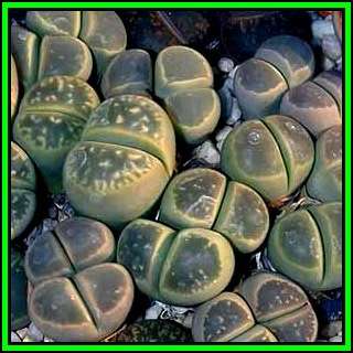 Lithops olivacea ssp olivacea Seeds - Flowering Stones Indigenous Endemic Succulent Mesemb - NEW