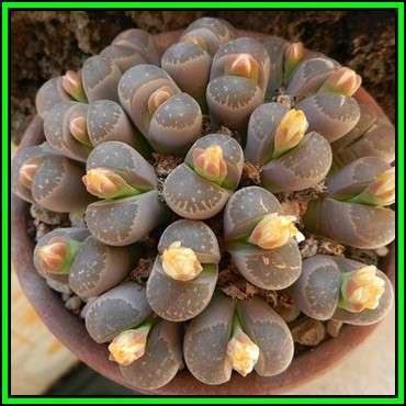 Lithops olivacea var nebrownii - 10 Seed Pack - Indigenous Endemic Succulent Mesemb - NEW