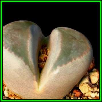Lithops optica - 10 Seed Pack - Living Stones - Indigenous Endemic Succulent Mesemb - NEW