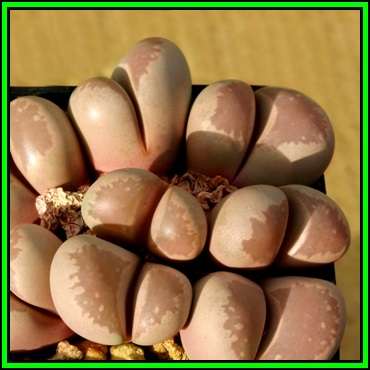 Lithops optica Seeds - Flowering Stones Indigenous Endemic Succulent Mesemb - NEW