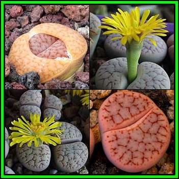 Lithops pseudotruncatella Mixed Forms - 10 Seed Pack - Indigenous Endemic Succulent Mesemb - NEW