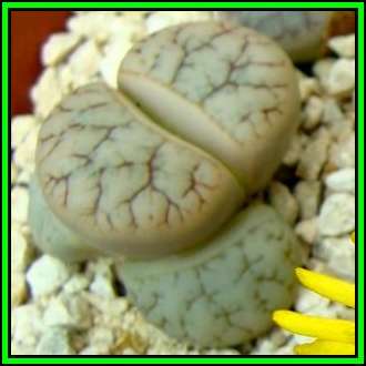 Lithops pseudotruncatella ssp pseudotruncatella var pseudotruncatella - 10 Seed Pack Succulent NEW