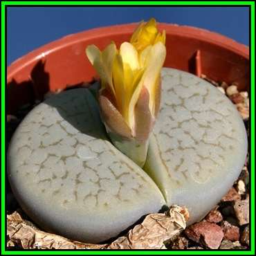 Lithops pseudotruncatella var dendritica Seeds - Stoneplant Indigenous Endemic Succulent Mesemb NEW