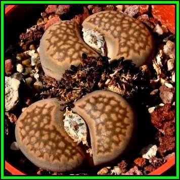 Lithops salicola var reticulata Seeds - Stoneplants Indigenous Endemic Succulent Mesemb - NEW