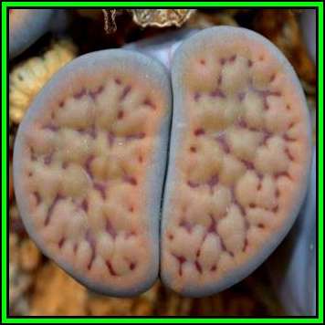 Lithops schwantesii ssp schwantesii, 10 Seed Pack - Flowering Stones Indigenous Succulent Mesemb NEW