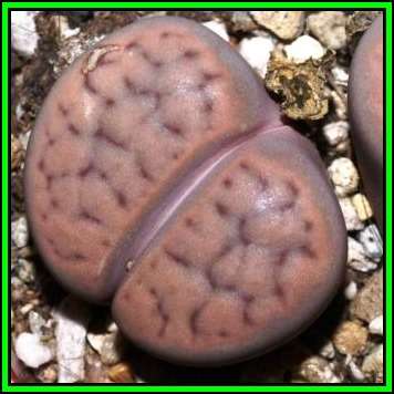 Lithops schwantesii ssp schwantesii var marthae - 10 Seed Pack - Indigenous Succulent Mesemb - NEW