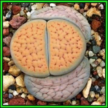 Lithops schwantesii var urikosensis Seeds - Living Stones Indigenous Succulent Mesemb - NEW