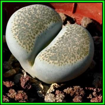 Lithops terricolor - 20 Seed Pack - Indigenous Succulent Mesemb - NEW