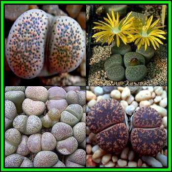 Lithops terricolor Mixed Forms - 10 Seed Pack - Stoneplants Indigenous Succulent Mesemb - NEW