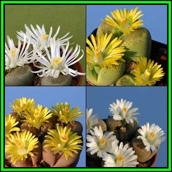 Lithops verruculosa Mixed Forms Seeds - Stoneplants Indigenous Succulent Mesemb - NEW