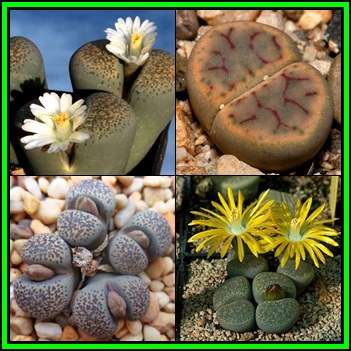 Lithops terricolor Mixed Forms - 5 Seed Pack - Stoneplants Indigenous Succulent Mesemb - NEW