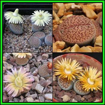 Lithops verruculosa Mixed Forms - 10 Seed Pack - Indigenous Succulent Mesemb - NEW
