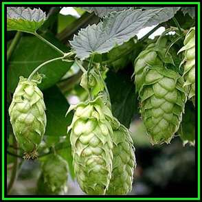 Hops - The Plant Beer Is Made From - Humulus lupulus Seeds - Perennial Climber - New