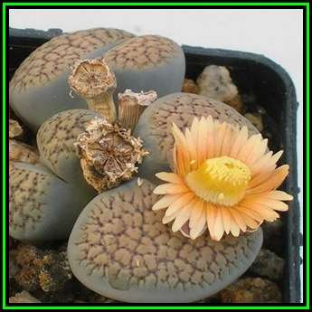 Lithops verruculosa ssp verruculosa - 20 Seed Pack - Indigenous Endemic Succulent Mesemb - NEW