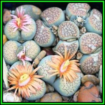 Lithops verruculosa ssp verruculosa Seeds - Indigenous Endemic Succulent Mesemb - NEW