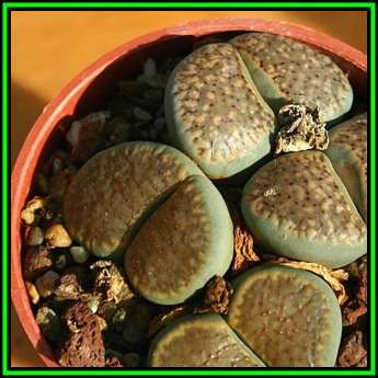 Lithops verruculosa ssp verruculosa - 5 Seed Pack - Indigenous Endemic Succulent Mesemb - NEW