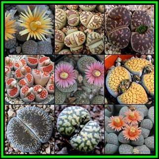 Lithops Mixed Species - 50 Seed Pack - Stoneplants Indigenous Endemic Succulent Mesemb - NEW