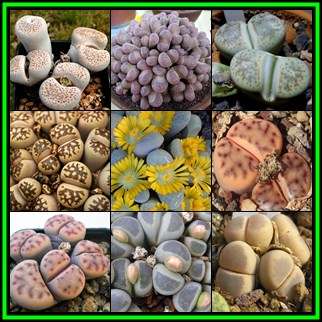 Lithops Mixed Species - 100 Bulk Seed Pack - Stoneplants Indigenous Succulent Mesemb - NEW