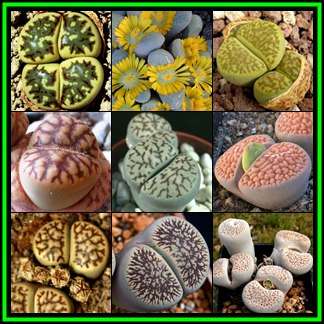 Lithops Mixed Species Seeds - Stoneplants Indigenous Endemic Succulent Mesemb - NEW