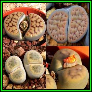 Lithops schwantesii Mixed Forms Seeds - Indigenous Endemic Succulent Mesemb - NEW