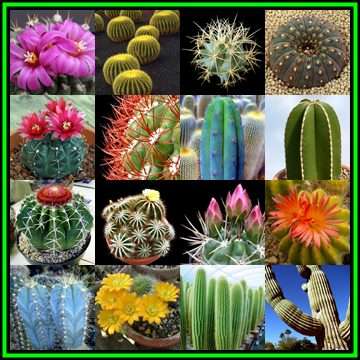 Cactus Mixed Species - 50 Seed Pack - Exotic Cactus Succulent -Combined Global Shipping- NEW