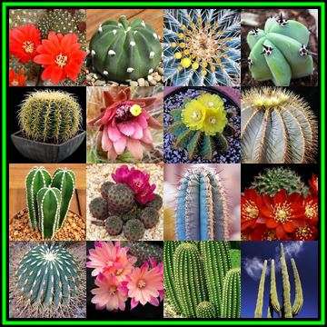 Cactus Mixed Species - 100 Bulk Seed Pack - Exotic Cactus Succulent -Combined Flat Ship Rate- NEW