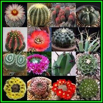 Cactus Mixed Species - 20 Seed Pack - Exotic Cactus Succulent -Combined Global Shipping- NEW