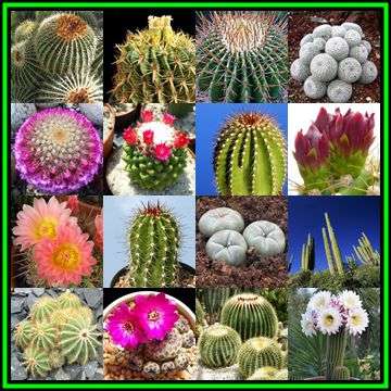Cactus Mixed Species - 500 Bulk Seed Pack - Exotic Cactus Succulent -Combined Global Shipping- NEW