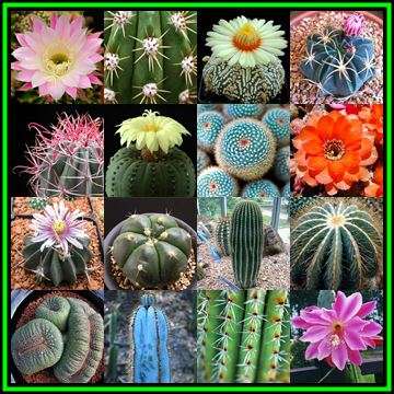 Cactus Mixed Species Seeds - Exotic Cactus Succulent -Combined Global Shipping- NEW