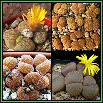 Lithops bromfieldii var glaudinae Seeds - Indigenous Endemic Succulent Mesemb - NEW
