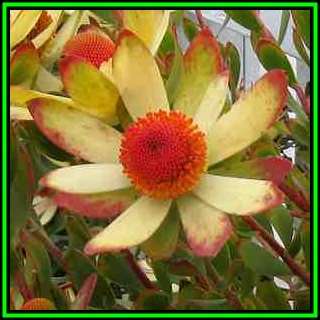 Leucadendron discolor - 10 Seed Pack - Endemic Shrub Protea Cut Flower Evergreen Fynbos - New